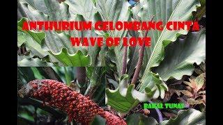 CARA CEPAT MENUMBUHKAN SEMAIAN BIJI ANTHURIUM GELOMBANG CINTA- WAVE OF LOVE