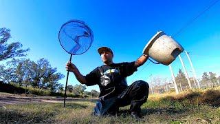 Como armar una pecera recolectando peces y plantas, acuario urbano, pesca urbana