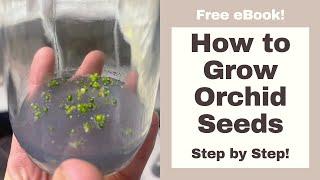 How to Grow ORCHIDS from SEED Step by Step
