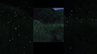 Fireflies | How long has it been since you've seen a firefly?
