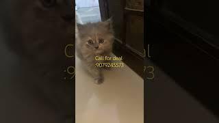 Super cute grey persian kitten available #youtubeshorts #shorts #persiankittensforsale