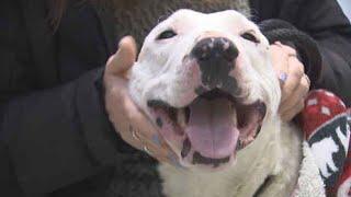 White dog spotted living with coyote pack in Henderson