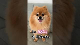  ABC alphabet  #pomeranian #funnyvideo #shorts #trending