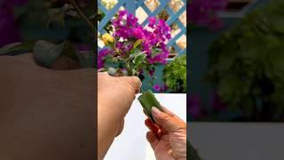 Planting roses using aloe vera.|#aloevera #rose #rosegarden #easyway #planting #satisfying