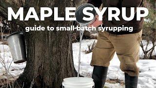 Small batch MAPLE SYRUP making: you only need 1 tree!