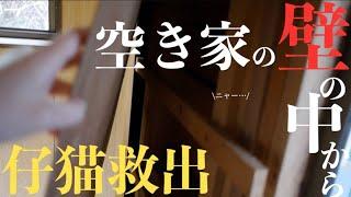 【絶体絶命】壁の中から声が聞こえる!?壁を壊すと仔猫が出てきました。