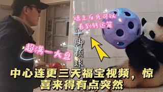 2025.3.5神树坪基地连更三天福宝视频，墙上反光可以看到放着转运笼，好消息将要到来了吗？#大熊猫 #panda #福宝