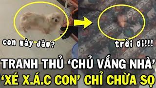 Đăng clip hoang mang chó cưng ĂN_THỊT con nhiều lần, chủ CỨNG NGƯỜI khi đọc cmt của CĐM | Tin Việt