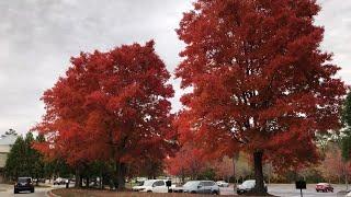 Vibrant Autumn Leaves: A Spectacular Showcase Of Fall Beauty  #fallcolors #trees