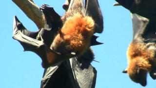 Grey-headed Flying Foxes (Pteropus poliocephalus) in Sydney / Graukopf-Flughunde in Sydney [3]