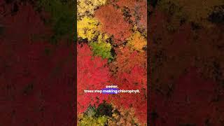 Why Do Leaves Change Color in Autumn? #shorts  #facts #science
