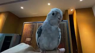 Juno the Cockatiel Parrot Talking & Singing | JC 008
