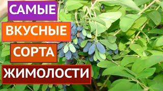 ЭТИ ЖИМОЛОСТИ ИМЕЮТ ВКУСНЕЙШИЕ СЪЕДОБНЫЕ ЯГОДЫ И РОСКОШНЫЙ ВНЕШНИЙ ВИД!