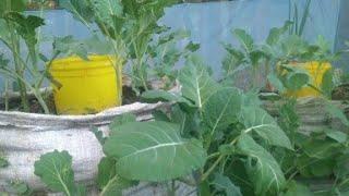 How To Grow Kales(sukuma wiki) at home step by step using sacks(bags)|| For Beginner's #garden