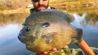 The BLUEGILL that eats BASS FOR BREAKFAST!!