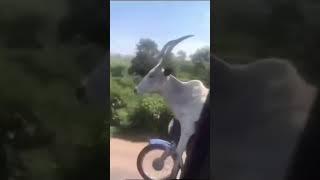 Одни КОЗЛЫ За Рулём ~ Откуда Это Пошло. Real GOAT #funnyshorts #смешные #позитив #musicshorts #short