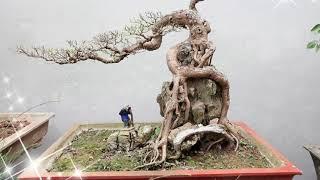 BONSAI FICUS MADE IN VIETNAM