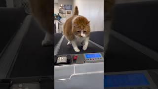 Obese Cat’s Journey to Fitness