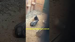 Stud Cock With One Of His Hens #pigeon #pigeonhobby#kabootar #racingpipigeons #birds #homingpigeons