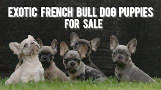 French Bulldog Puppies For Sale | More Details On My Description.#trending#frenchbulldog#puppy#dog