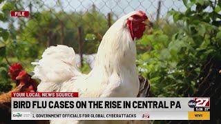 Bird flu cases on the rise in Central PA