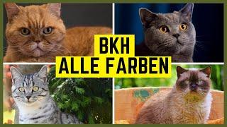 BRITISCH KURZHAAR Farben und Fellzeichnungen der BKH Katze