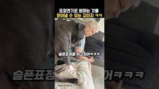 표정연기로 원하는 것을 얻어내는 똑똑한 강아지ㅋㅋㅋ #동물 #강아지