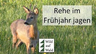 5 Dinge, die dich bei der Reh-Jagd erfolgreich machen #wildaufwald