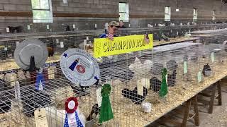 2021 Twin Tier poultry show championship row