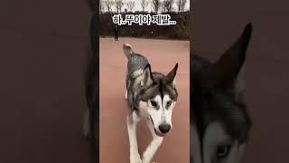 하..뚜이야 제발…(Feat.집중력 최고 뚜이)#shorts#dogshorts#husky#jindodog#2024#유기견#일상#허스키#진도믹스#강아지#산책#공놀이