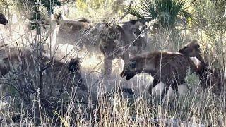 Lion vs. 25 Hyenas: Epic 30-Minute Battle for Survival!