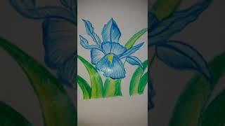 Cryone colours drawing |Art abd Craft |