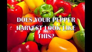 Top 4 Ways To Improve Your Pepper Crop