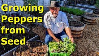 Peppers from Seed to Garden at Deep South Texas