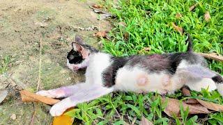 Heartbreaking : Rescuing Helpless Kittens After Tragic Loss of Their Mom | LTT Animal - Poor Cats