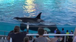 Shamu Show, World Best Show at SeaWorld,  씨월드의 최고 명품 샤무쇼