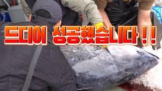 대박!! 이게 동해 참치다! 기름이 줄줄 흐른다!!   /We have won a large tuna successful bid.