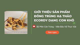 Giới thiệu sản phẩm đông trùng hạ thảo Ecordy Viện Bảo vệ thực vật nguyên con khô