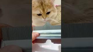 #cat #funny #happycats #catmemes #music #memes #trending #trendingshorts #new #reels