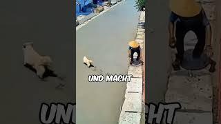 Katzen besser als Hunde!Schau dir an, was dieser Hund im Zement anstellt!️#lustig  #funnyvideos