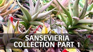 My Sansevieria Collection Part 1