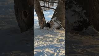 Why is this bird making holes in the tree? Does it make any sense?" #birds