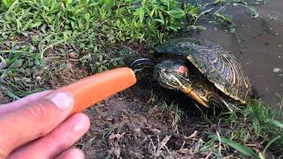 Turtles Love Hot Dogs!