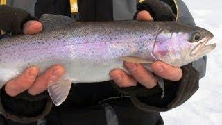Ловля форели зимой подводное видео