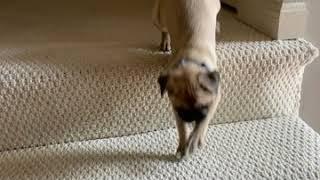 Jello the Pug Learns to Go Down Stairs