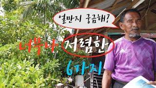 말레이시아 11년째 살면서 너무나 저렴한것 6가지.