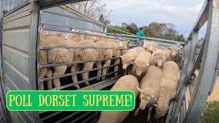 SHEARING EWES AND SELLING LAMBS | Australian Sheep Farming