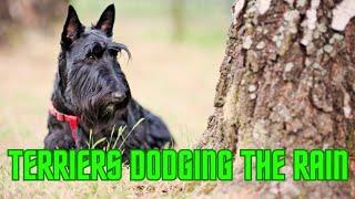 Terriers Dodging Rain & Chasing Rabbits | Thorpeman | Dogs