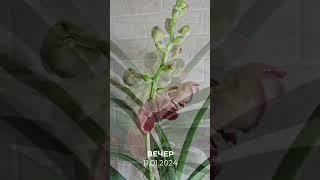 V.Chantra No.240 #orchid #цветениеорхидеи #орхидеи #орхомания