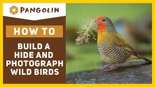 How to PHOTOGRAPH BIRDS in your garden.